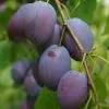 Future Forests Damson Merryweather Fruit 1 Future Forests Damson Merryweather Fruit