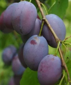 Future Forests Damson Merryweather Fruit