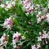 Future Forests Shrubs Daphne X Transatlantica Eternal Fragrance
