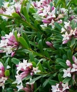 Future Forests Shrubs Daphne X Transatlantica Eternal Fragrance