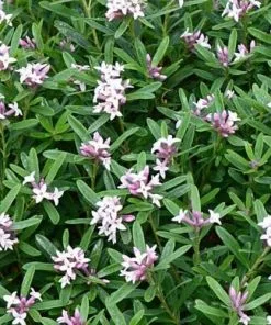 Future Forests Shrubs Daphne X Transatlantica Eternal Fragrance