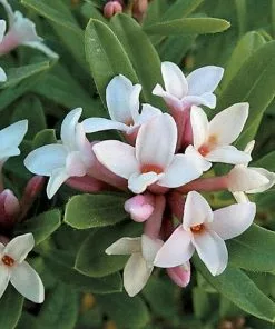 Future Forests Shrubs Daphne X Transatlantica Eternal Fragrance