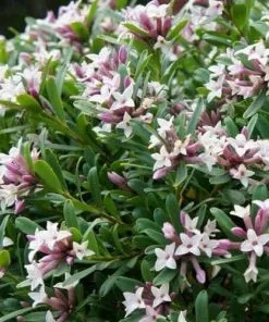 Future Forests Shrubs Daphne X Transatlantica Eternal Fragrance