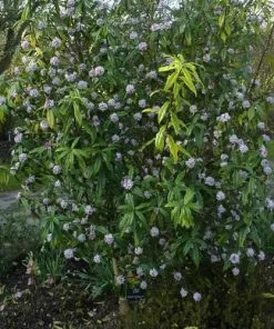 Future Forests Daphne Bholua Jacqueline Postill 9 Future Forests Daphne Bholua Jacqueline Postill