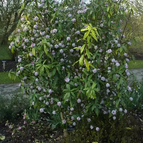 Future Forests Daphne Bholua Jacqueline Postill 4 Future Forests Daphne Bholua Jacqueline Postill