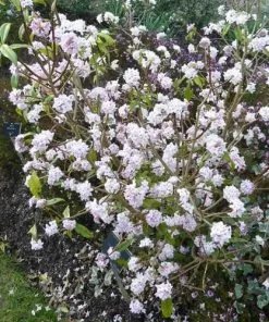 Future Forests Daphne Bholua Jacqueline Postill 10 Future Forests Daphne Bholua Jacqueline Postill