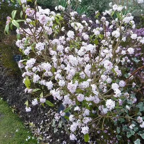 Future Forests Daphne Bholua Jacqueline Postill 5 Future Forests Daphne Bholua Jacqueline Postill