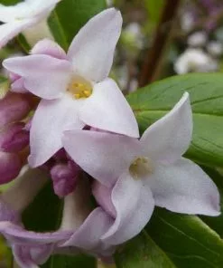 Future Forests Daphne Bholua Jacqueline Postill