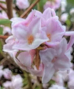 Future Forests Daphne Bholua Jacqueline Postill 11 Future Forests Daphne Bholua Jacqueline Postill