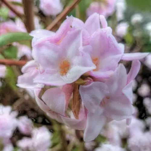 Future Forests Daphne Bholua Jacqueline Postill 6 Future Forests Daphne Bholua Jacqueline Postill