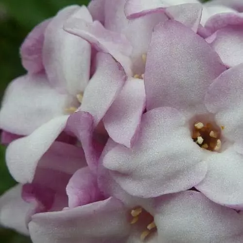 Future Forests Daphne Bholua Jacqueline Postill 7 Future Forests Daphne Bholua Jacqueline Postill