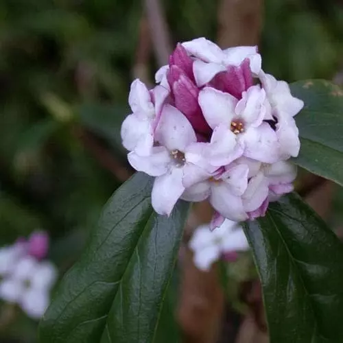 Future Forests Daphne Bholua Jacqueline Postill 8 Future Forests Daphne Bholua Jacqueline Postill