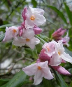 Future Forests Daphne Bholua Spring Beauty