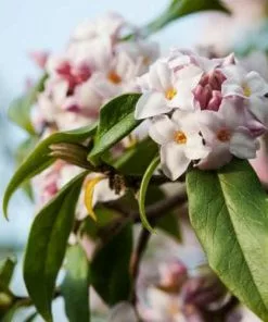 Future Forests Daphne Bholua Spring Beauty