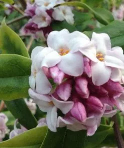 Future Forests Daphne Bholua Spring Beauty