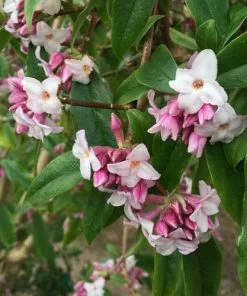 Future Forests Daphne Bholua Spring Beauty