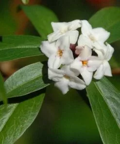 Future Forests Daphne X Spring Herald Shrubs