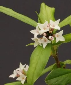 Future Forests Daphne X Spring Herald Shrubs