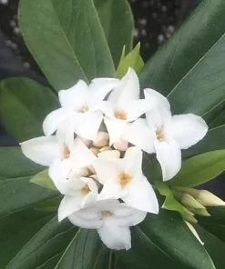 Future Forests Daphne X Spring Herald Shrubs