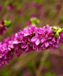 Future Forests Daphne Mezereum Rubra Shrubs