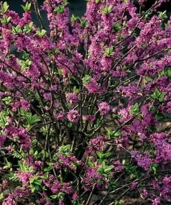 Future Forests Daphne Mezereum Rubra Shrubs