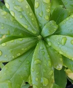 Future Forests Daphne Odora Aureomarginata Shrubs