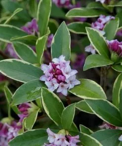 Future Forests Daphne Odora Aureomarginata Shrubs