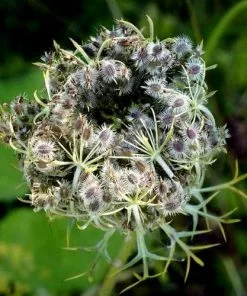 Future Forests Daucus Carota