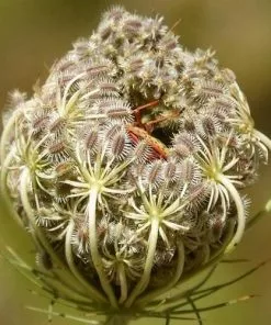 Future Forests Daucus Carota