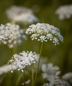 Future Forests Daucus Carota