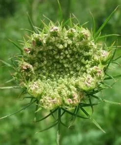 Future Forests Daucus Carota