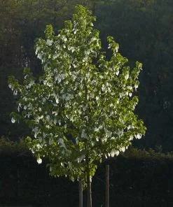 Future Forests Davidia Involucrata - Handkerchief Tree Trees
