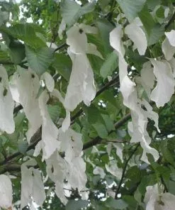 Future Forests Davidia Involucrata - Handkerchief Tree Trees