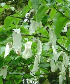 Future Forests Trees Davidia Involucrata Sonoma