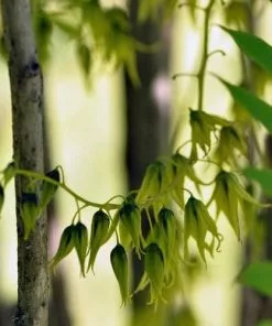 Future Forests Shrubs Decaisnea Fargesii