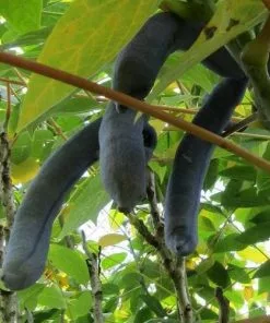 Future Forests Shrubs Decaisnea Fargesii