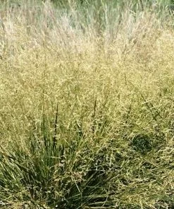 Future Forests Deschampsia Cespitosa Goldtau More