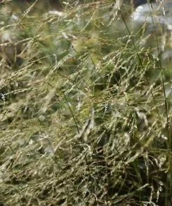 Future Forests Deschampsia Cespitosa Goldtau More