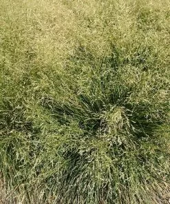 Future Forests Deschampsia Cespitosa Goldtau More