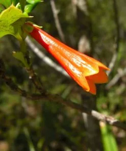 Future Forests Desfontainia Spinosa