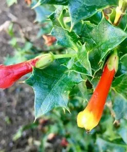 Future Forests Desfontainia Spinosa