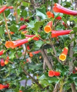 Future Forests Desfontainia Spinosa