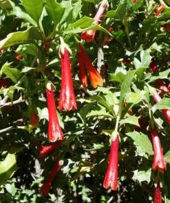 Future Forests Desfontainia Spinosa