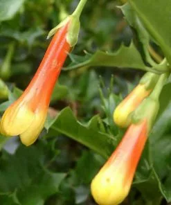 Future Forests Desfontainia Spinosa