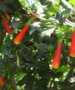 Future Forests Desfontainia Spinosa