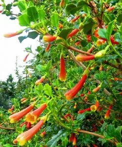 Future Forests Desfontainia Spinosa