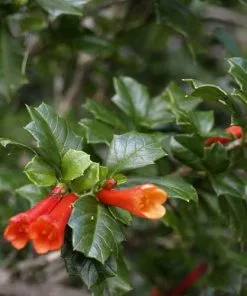 Future Forests Desfontainia Spinosa