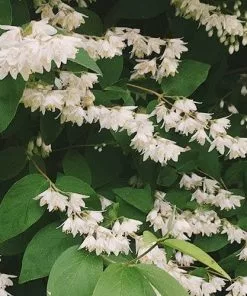 Future Forests Deutzia Scabra Pride Of Rochester Shrubs