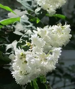 Future Forests Deutzia Scabra Pride Of Rochester Shrubs