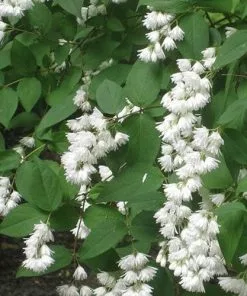 Future Forests Deutzia Scabra Pride Of Rochester Shrubs